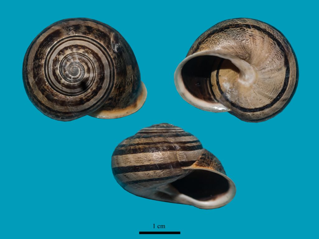 Eobania vermiculata nel vicentino